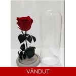 Trandafir criogenat rosu cu ..