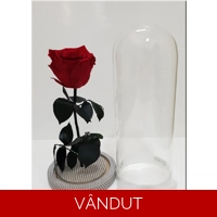 Trandafir criogenat rosu cu perle M6