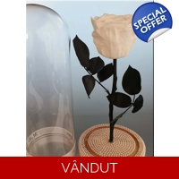Trandafir criogenat cu perle alb M6