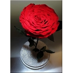 Trandafir criogenat cu crist..