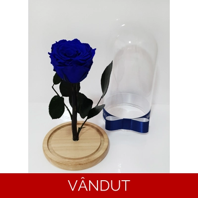 Trandafir criogenat albastru M1