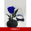 Trandafir criogenat albastru M71