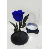 Trandafir criogenat albastru M71