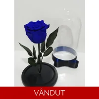 Trandafir criogenat albastru M71