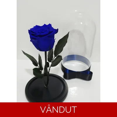 Trandafir criogenat albastru M71