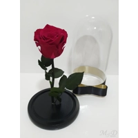 Trandafir criogenat roz inchis M73