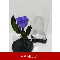 Trandafir criogenat violet M72
