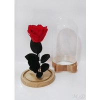 Trandafir criogenat portocaliu M9