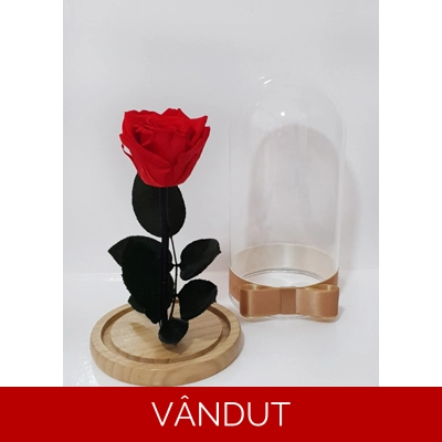 Trandafir criogenat portocaliu M9