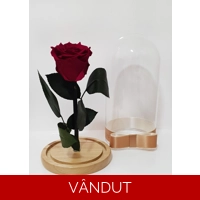 Trandafir criogenat roz inchis M5