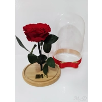 Trandafir criogenat rosu M7