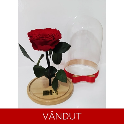 Trandafir criogenat rosu M7