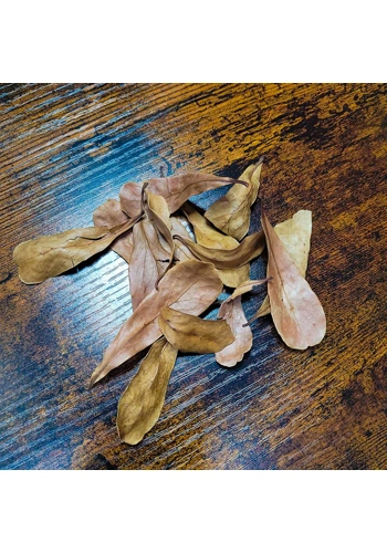 Indian Almond (Catappa ..