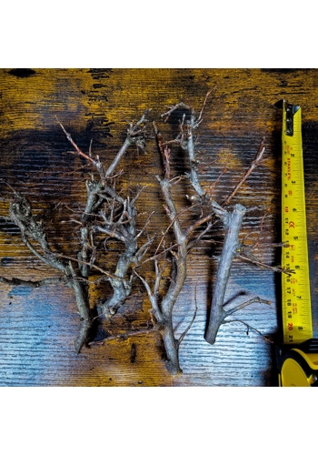 Bonsai Wood (Various Si..