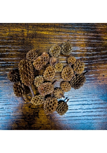 Casurina Cones (Pack of..