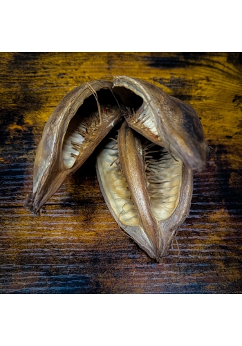 Sororoca Pod (Pack of 1)