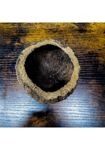 Ourico Nut Pod (Pack of..