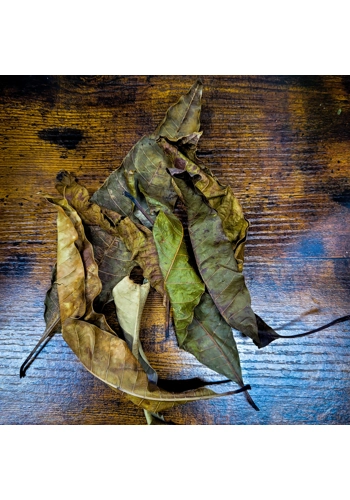 Mango Leaves (Pack of 10)