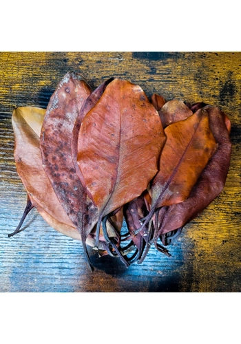 Mangrove Leaves (Pack o..