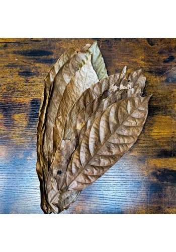 Cocoa Leaf (Approx 30cm) (Pack of 10)