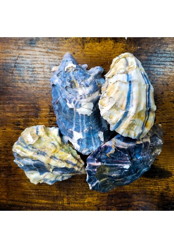 Oyster Shells (Pack of 5)