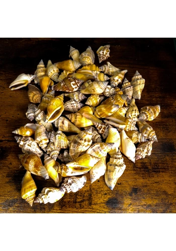 Conch Snail Shells (Pac..