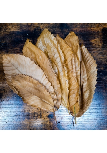 Chestnut Leaves (Pack o..