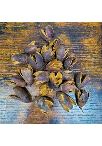 Bakuli Pods (Pack of 50)