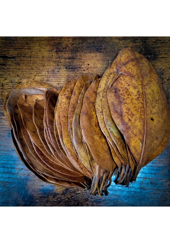 Jackfruit Leaf (Pack of..
