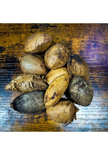 Indian Almond (Cattappa) Pods (Pack of 4)