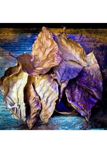 Beech Leaves (Pack of 20)