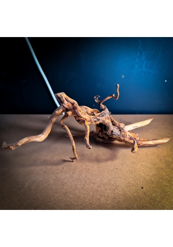 Spider Wood Large SW8 (..