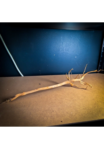 Spider Wood Small SW2 (..