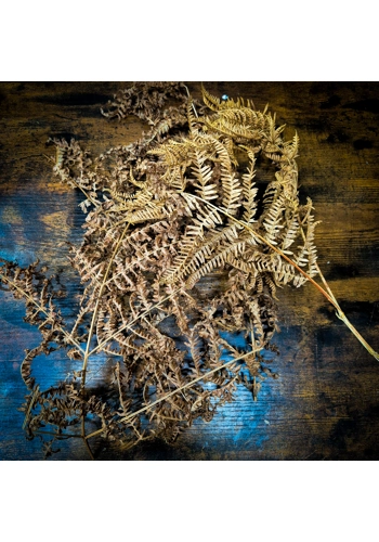 Bracken Fern Fronds (Pack of 2)