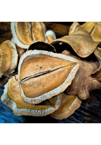Jacaranda Pod Large 8cm..