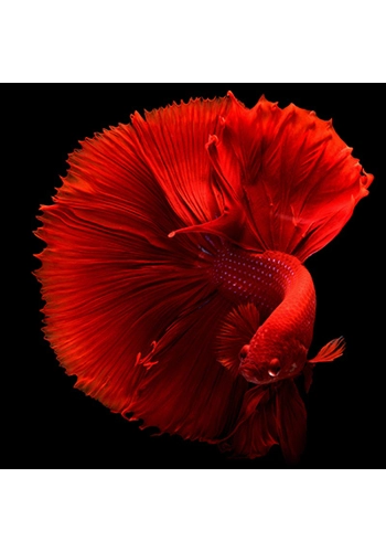 Betta Starter Pack