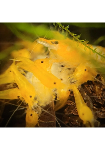 "Keep It Shrimp-le" Shrimp Pack