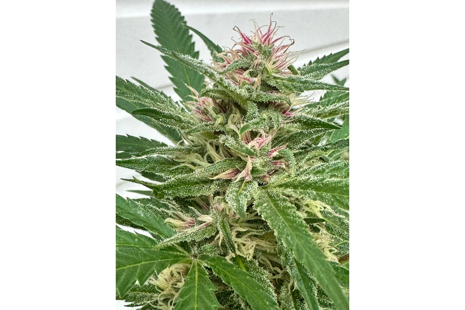 P-Kush (Cheese / Pickle / Skunk / Pakistan / Nepal / Hindu)