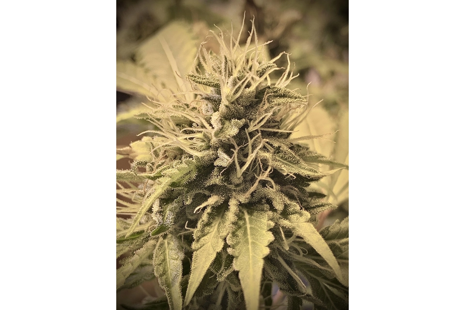 Buttered Rum (Chem D / Cookies / Northern Lights / Skunk /..