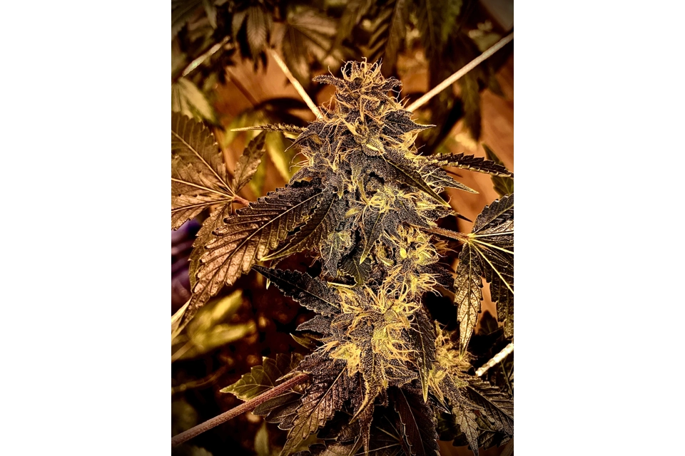 Raspberry Cream (Northern Lights / Skunk / OG / Sour Gummi..