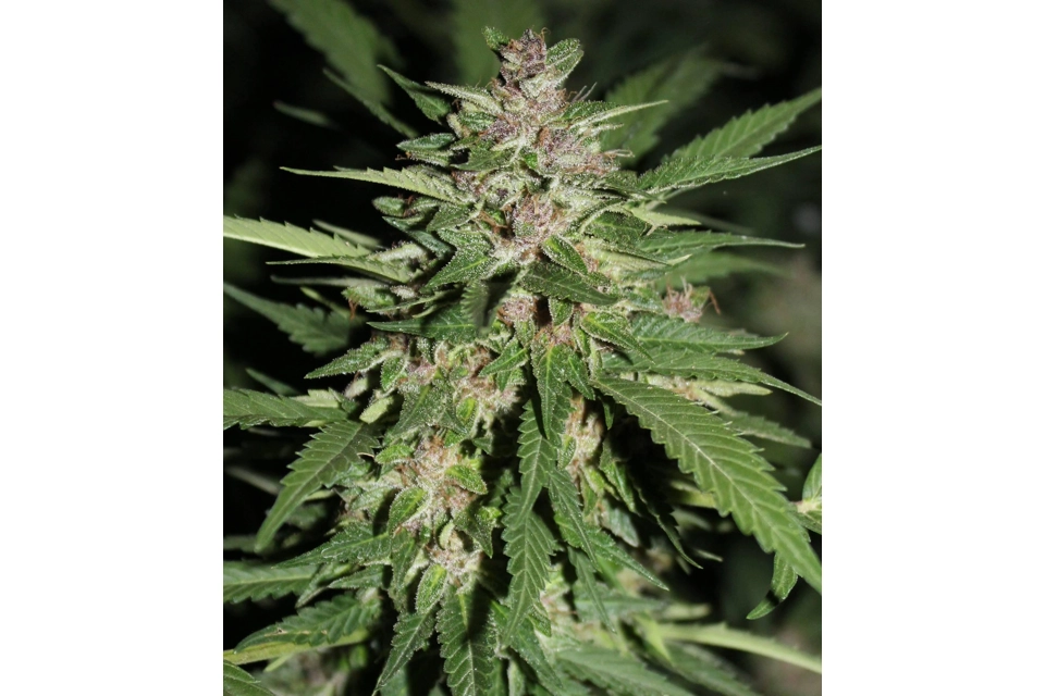 Himavat (Pakistan Chitral Kush/Nepal Indica/Hindu Kush)