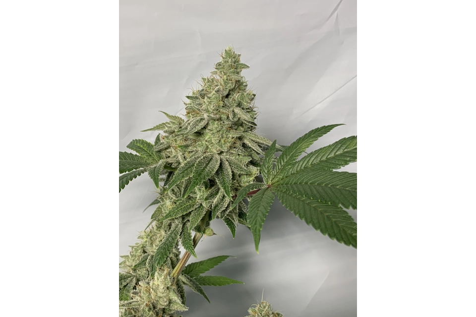 Octane (Cheese/Sensi Star/Skunk/Pickle)