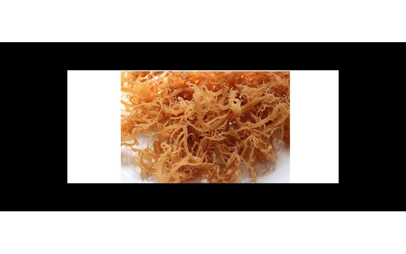 Natural Seamoss from the island of St. Vincent