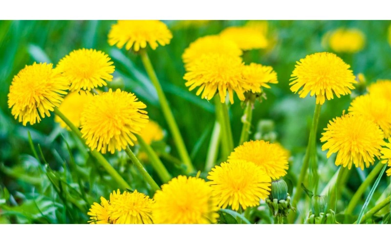 Dandelion for Liver Health