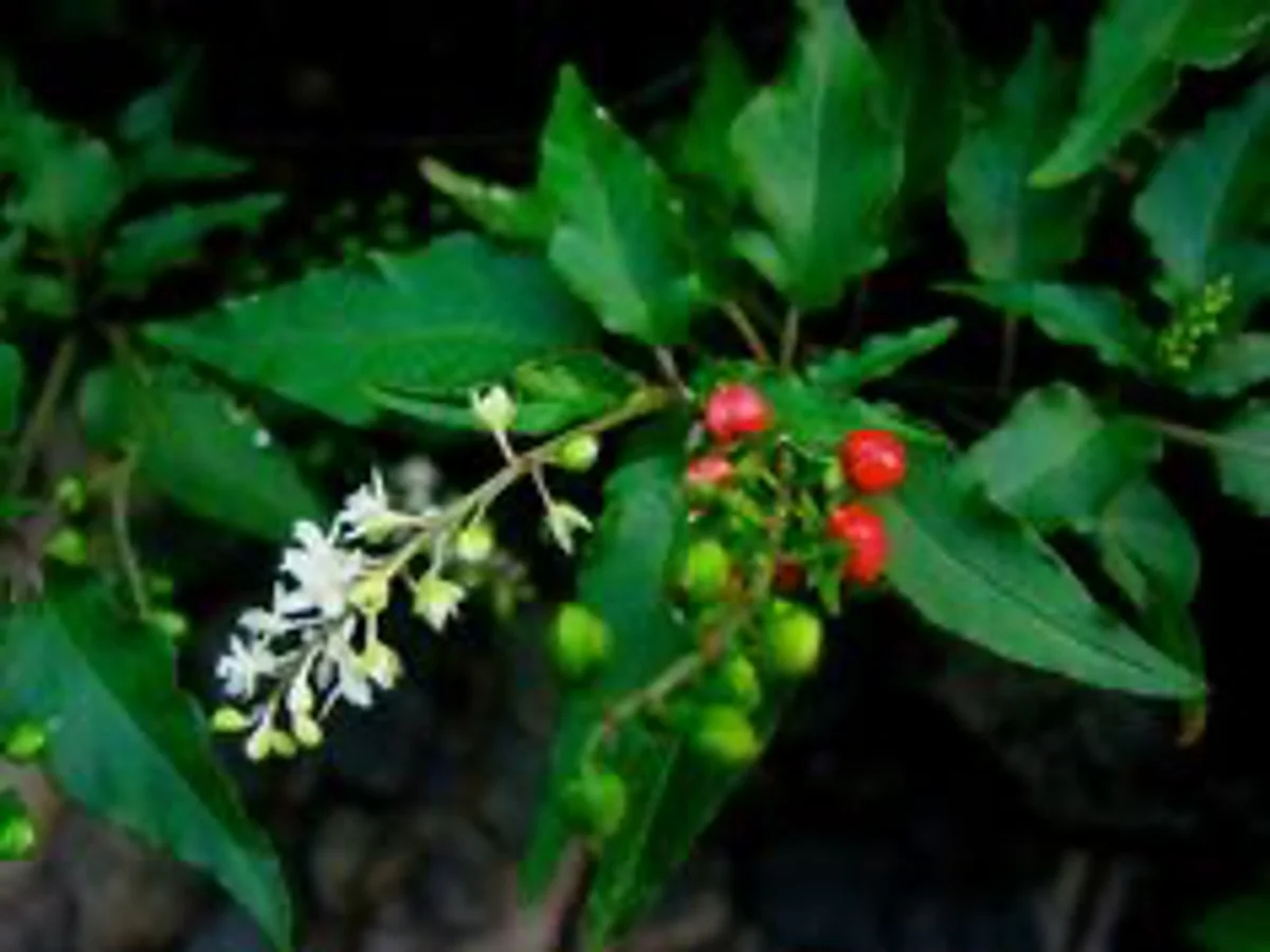 Harnessing the Power of Dog Blood Herb for Women's Health
