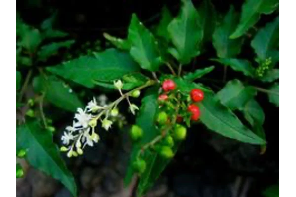 Harnessing the Power of Dog Blood Herb for Women's Health