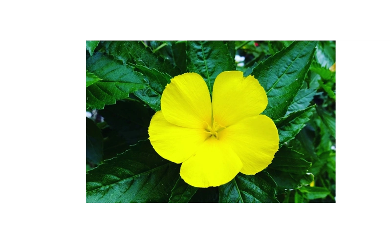 Organic Damiana herbs all natural Aphrodisiac