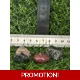 Rhodanite