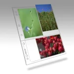 Clear File 6x4 (3-Pocket) Print Pages (25-shts)