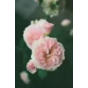 Kodak Gold 200 - 35mm x 36exp Film